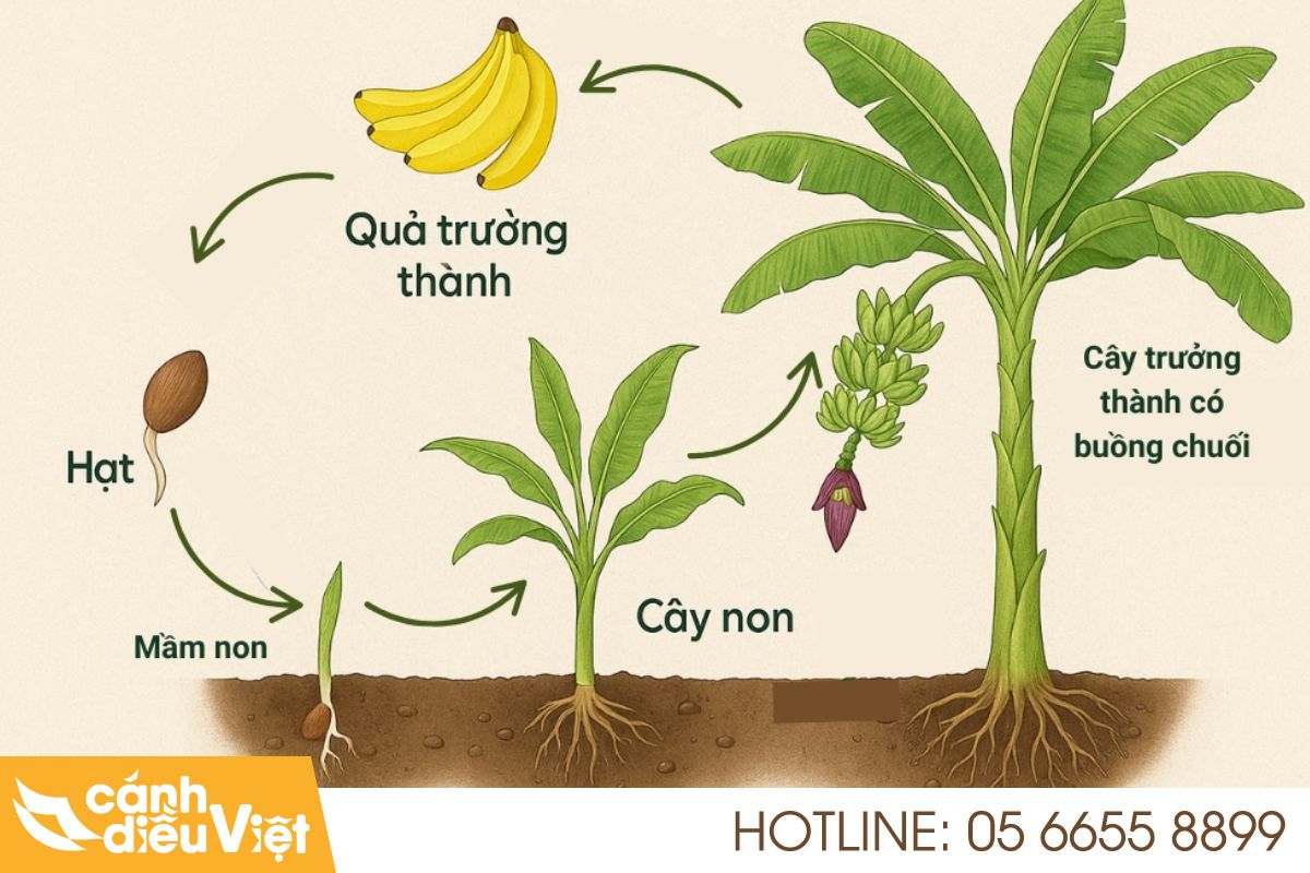 Vòng Đời Cây Chuối Từ Khi Trồng Đến Thu Hoạch Là Bao Lâu? 3 Vòng đời cây chuối gồm mấy giai đoạn