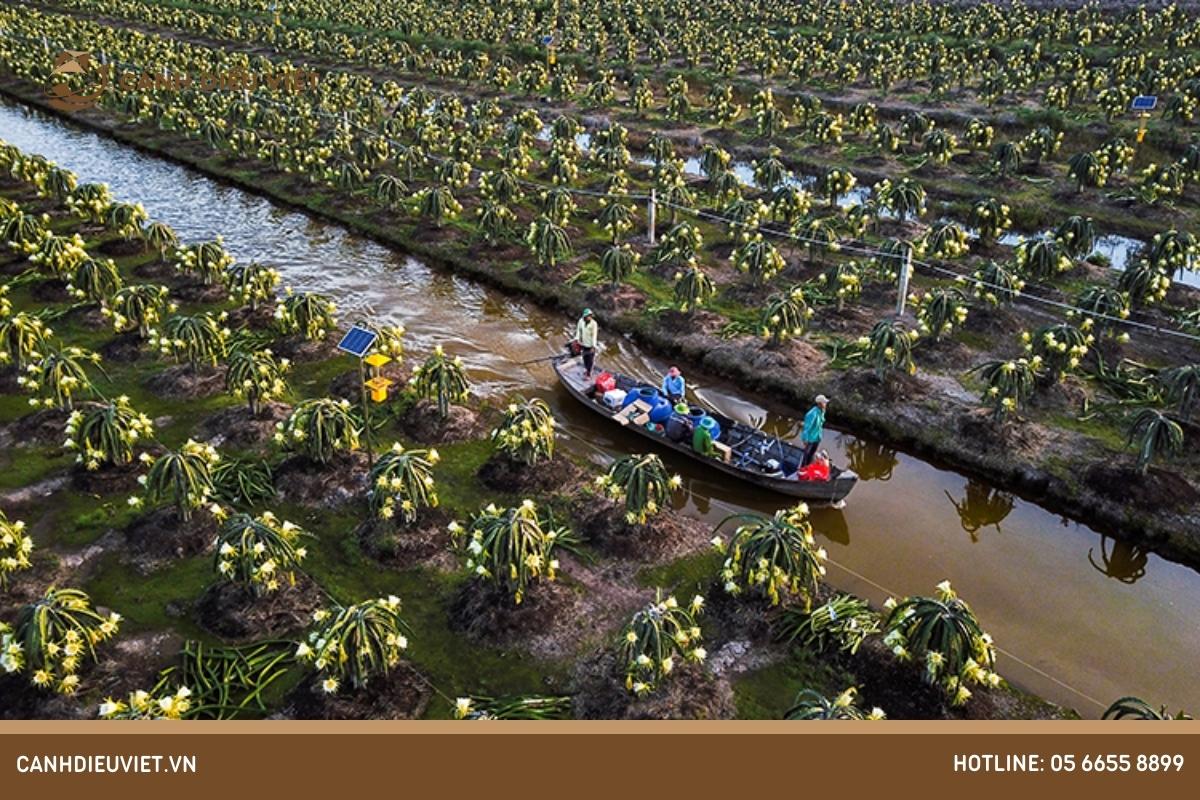 Vùng trồng cây ăn quả lớn nhất nước ta là vùng nào? 334 Vùng trồng cây ăn quả lớn nhất nước ta là vùng nào