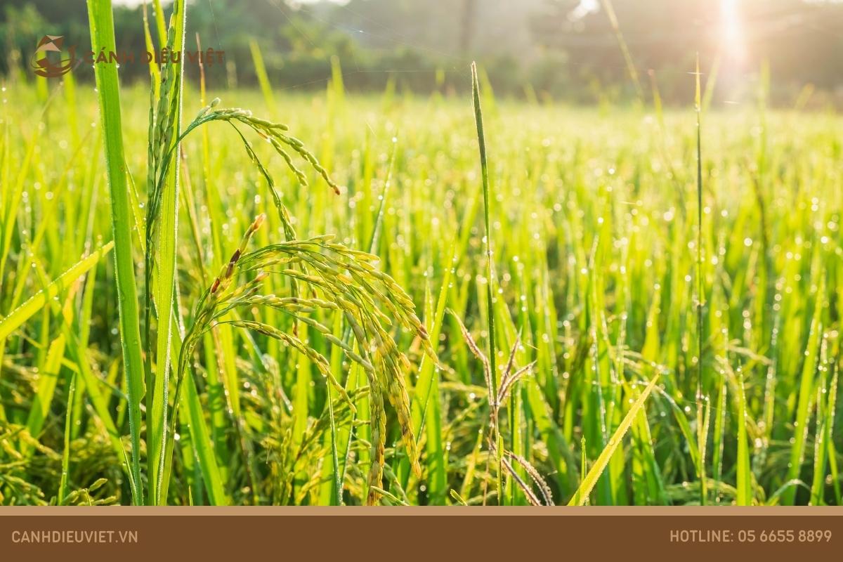 Xuất xứ của giống lúa VD20