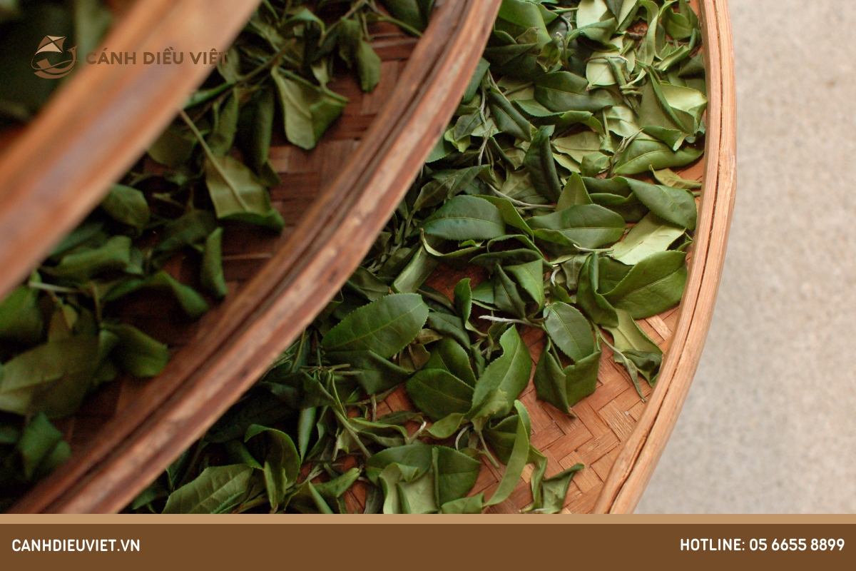 Giá chè hôm nay là bao nhiêu? cập nhật chính xác 7 Yếu tố ảnh hưởng đến giá chè