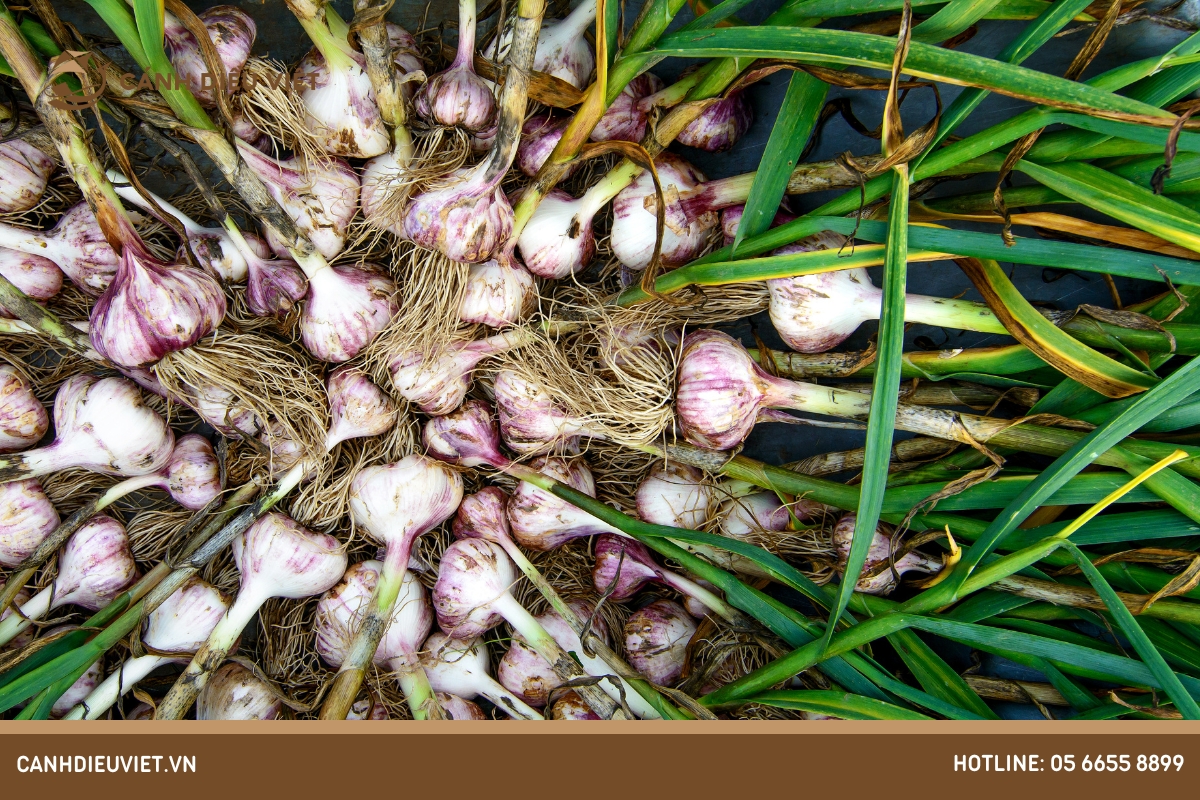 Yếu tố ảnh hưởng đến giá tỏi