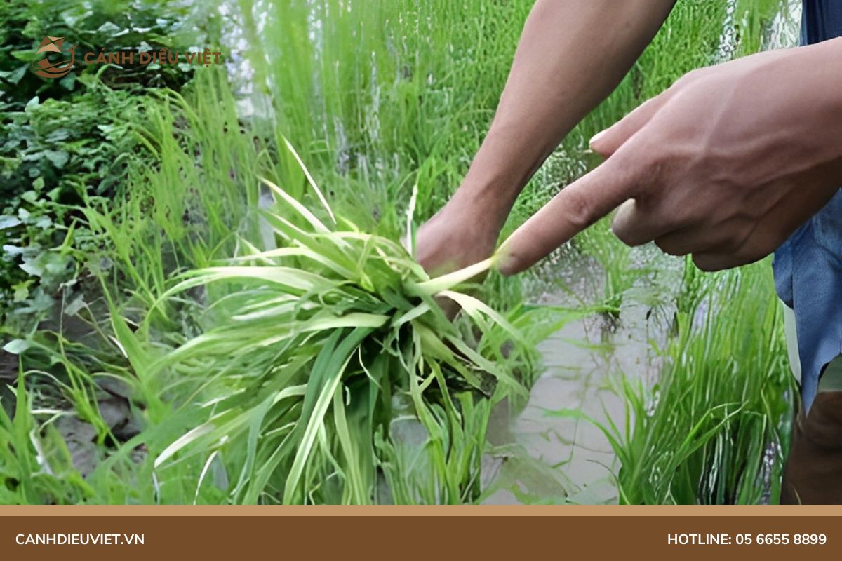 Bệnh Bạch Tạng Ở Lúa: Nguyên nhân và cách phòng trừ 1113 bệnh bạch tạng ở lúa