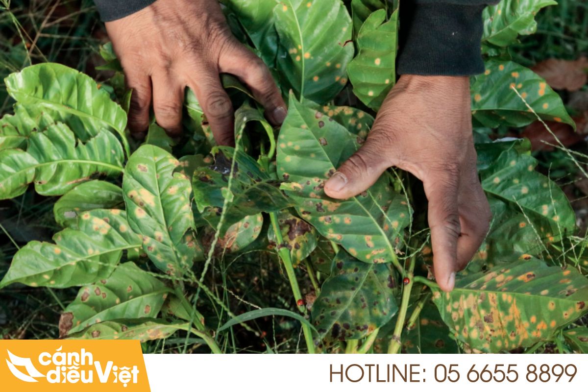 bệnh gỉ sắt hại cà phê