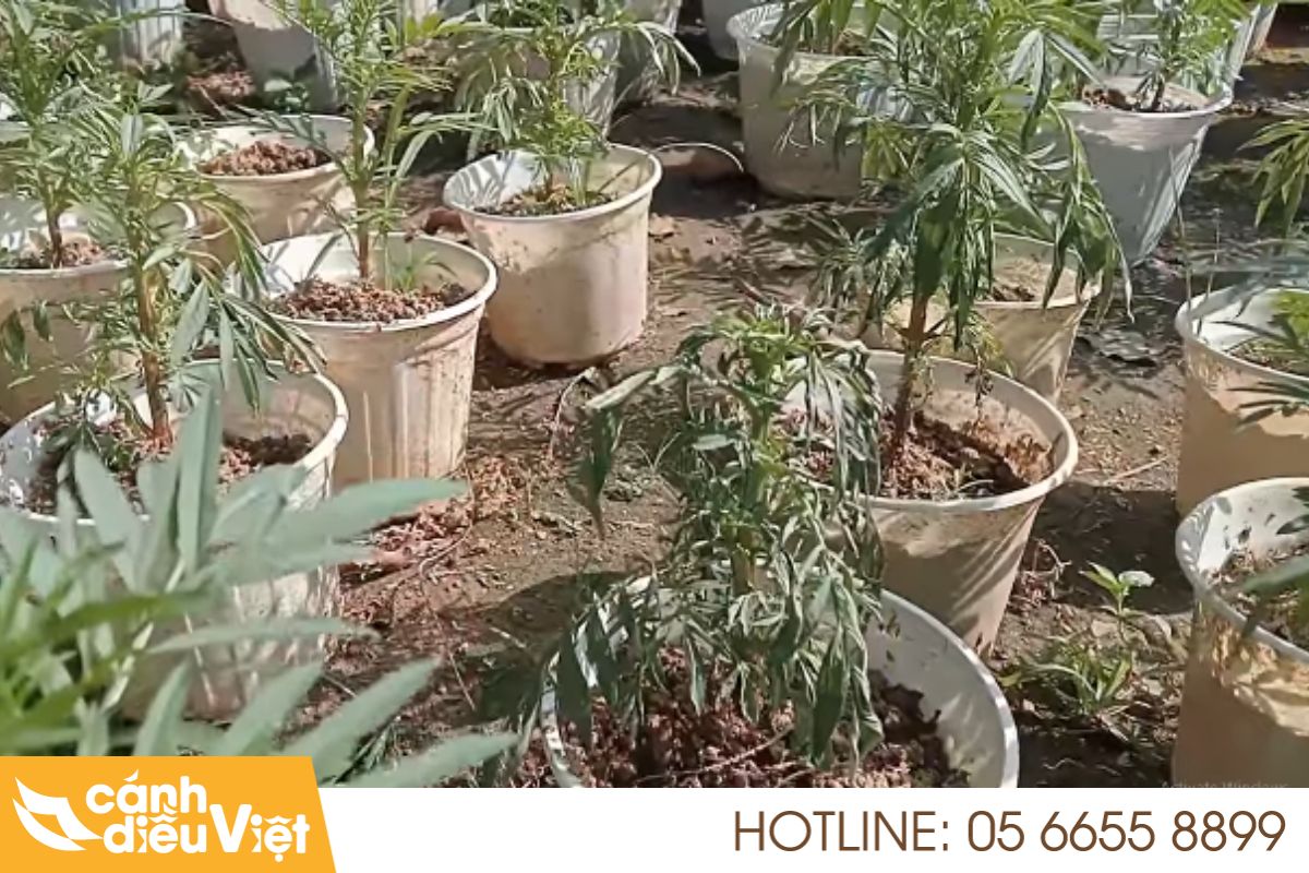 Nhận Biết Sâu Bệnh Hại Hoa Vạn Thọ & Cách phòng trừ hiệu quả 8 bệnh héo xanh hại vạn thọ