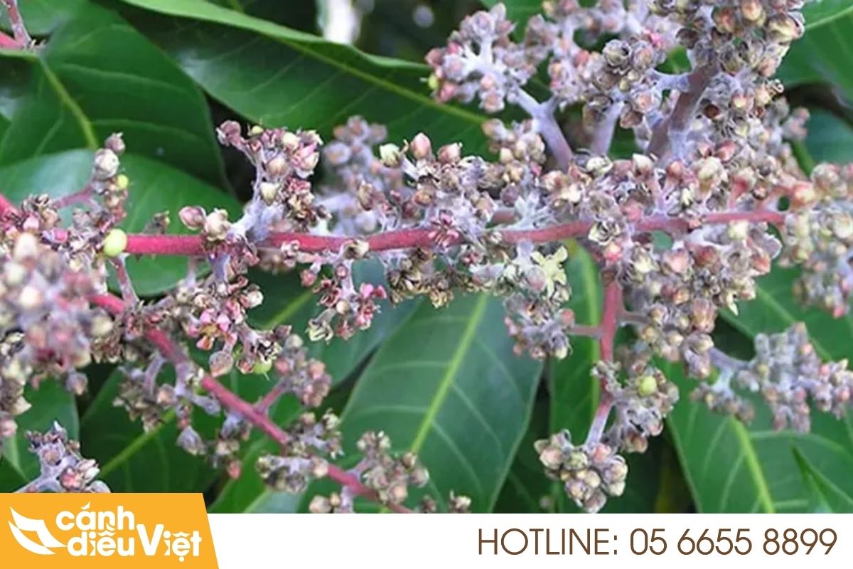 bệnh phấn trắng hại xoài