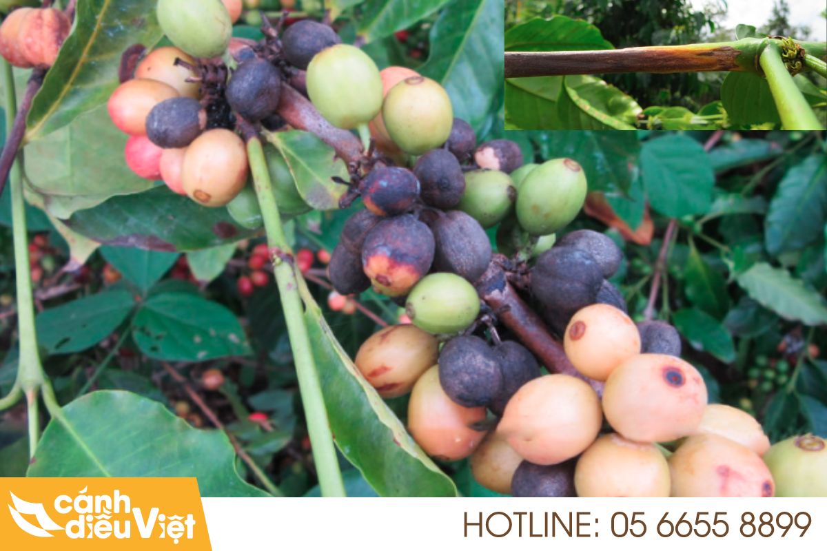 bệnh thán thư hại cà phê