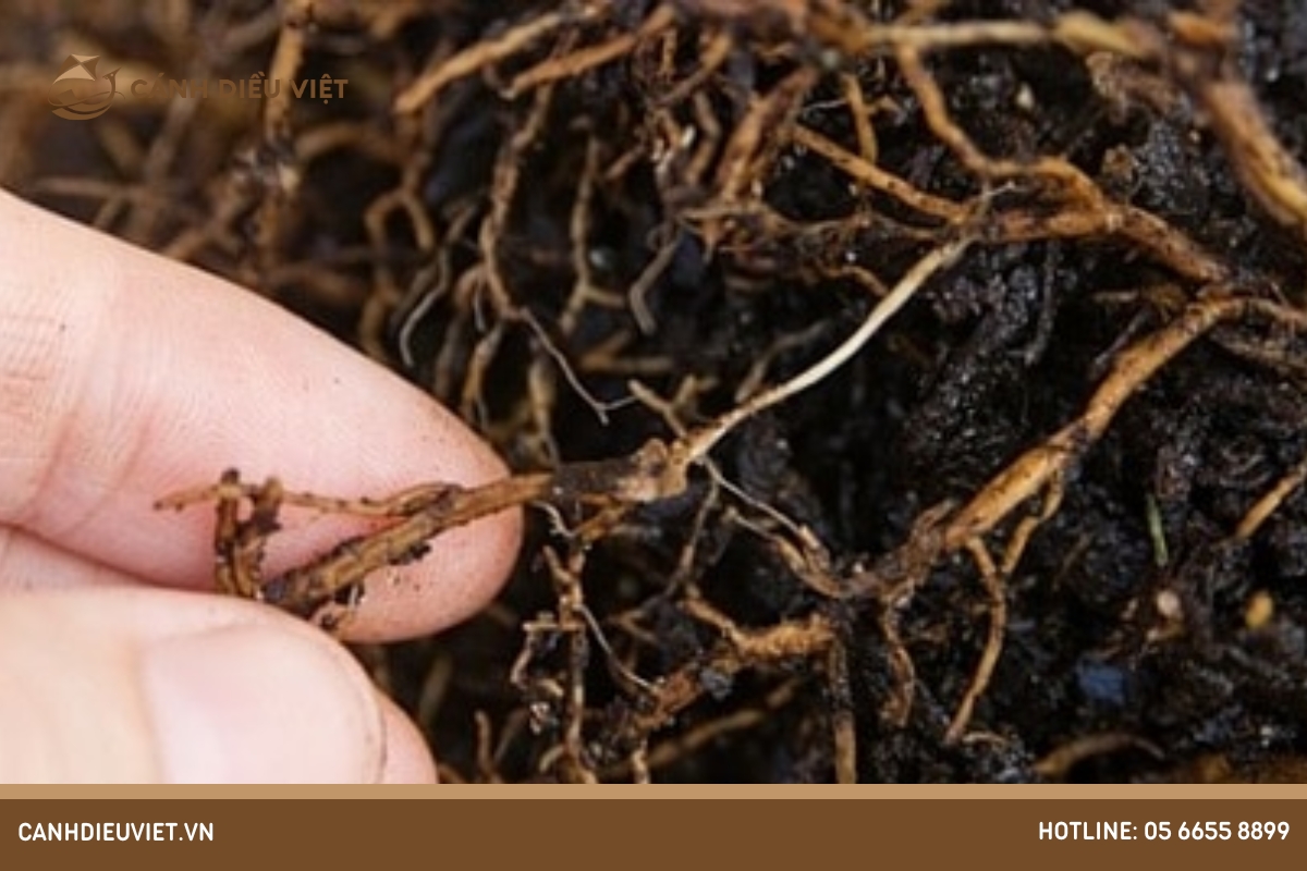 Sâu bệnh trên cây thiên lý và cách phòng trừ hiệu quả 14 bệnh thối rễ