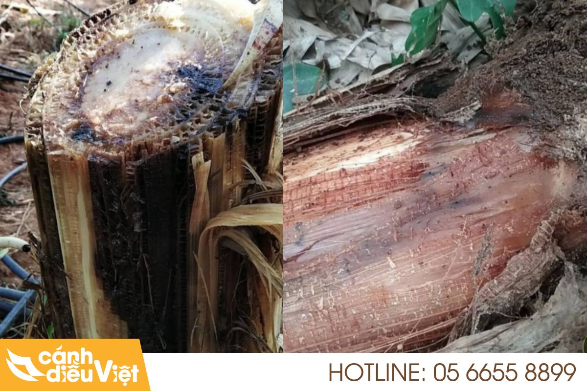 Bệnh Thối Thân Trên Cây Chuối: Nguyên Nhân & Cách Phòng Trừ 190 bệnh thối thân trên cây chuối