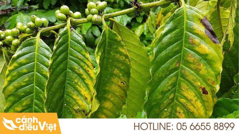Cách Nhận Biết & Phòng Trừ Bệnh Vàng Lá Trên Cà Phê Hiệu Quả Nhất 258 bệnh vàng lá trên cà phê hiệu quả
