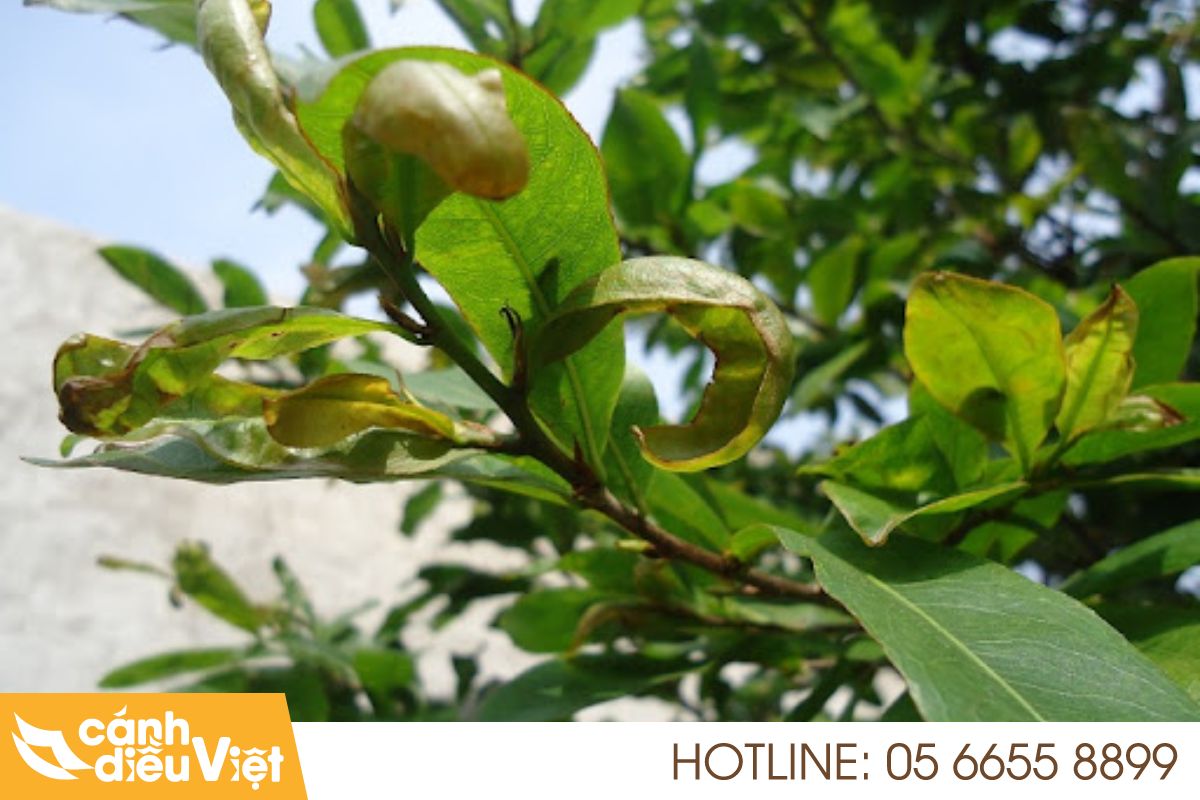 Sâu Bệnh Hại Cây Mai Vàng: Nhận Biết & Cách Phòng Trừ Hiệu Quả 7 bọ trĩ hại mai vàng