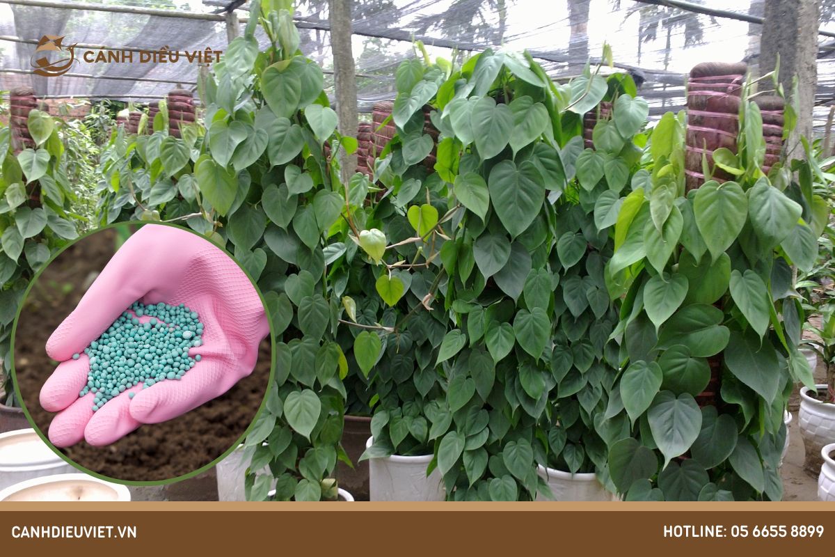 Chia sẻ kinh nghiệm Bón Phân Cho Cây Trầu Bà hiệu quả nhất 587 bón phân cho cây trầu bà