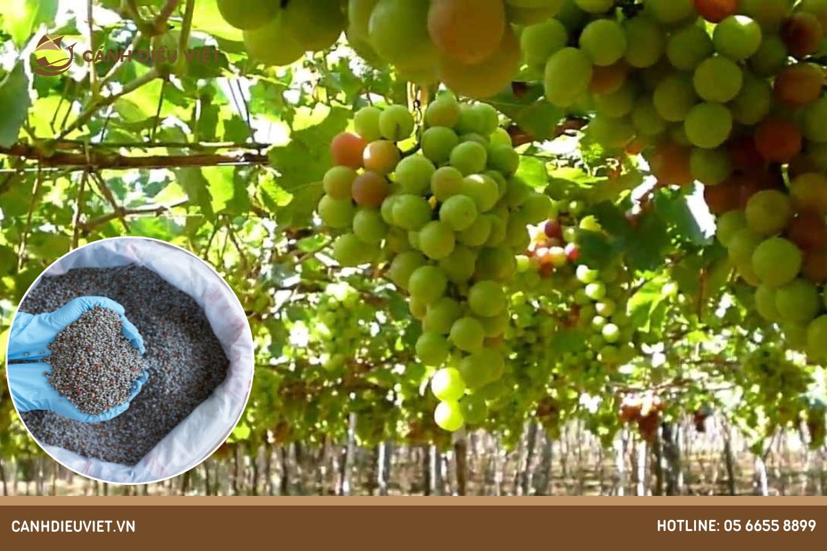 Bón Phân Cho Nho Ra Trái: Bí Quyết Đơn Giản Nhưng Hiệu Quả 575 bón phân cho nho ra trái