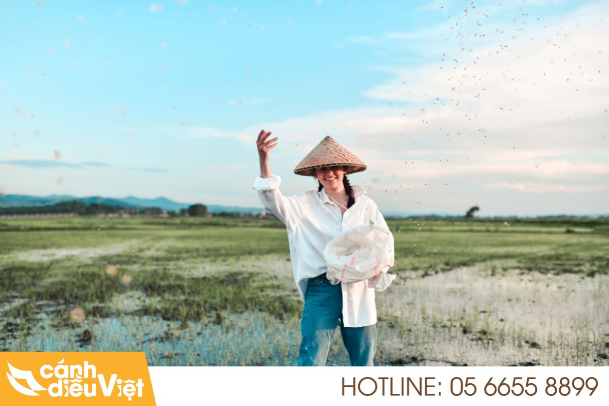 Các phương pháp sạ giống cho cây lúa phổ biến hiện nay 8 các phương pháp sạ giống cho cây lúa
