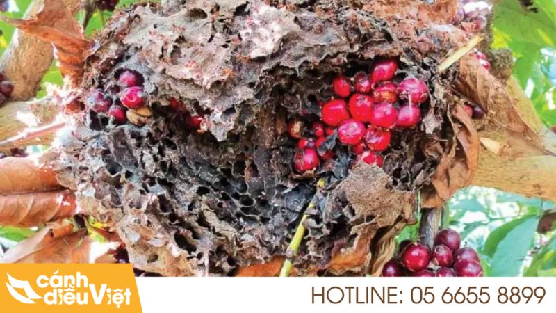 8 cách diệt kiến đen trên cây cà phê đơn giản, hiệu quả nhất 259 cách diệt kiến đen trên cây cà phê