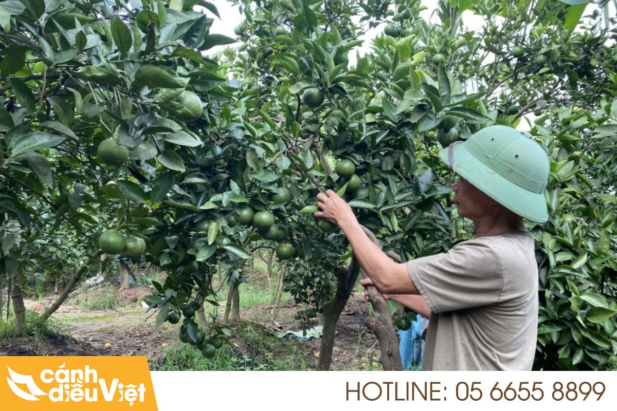 cách phòng trừ sâu bệnh hại cây trồng