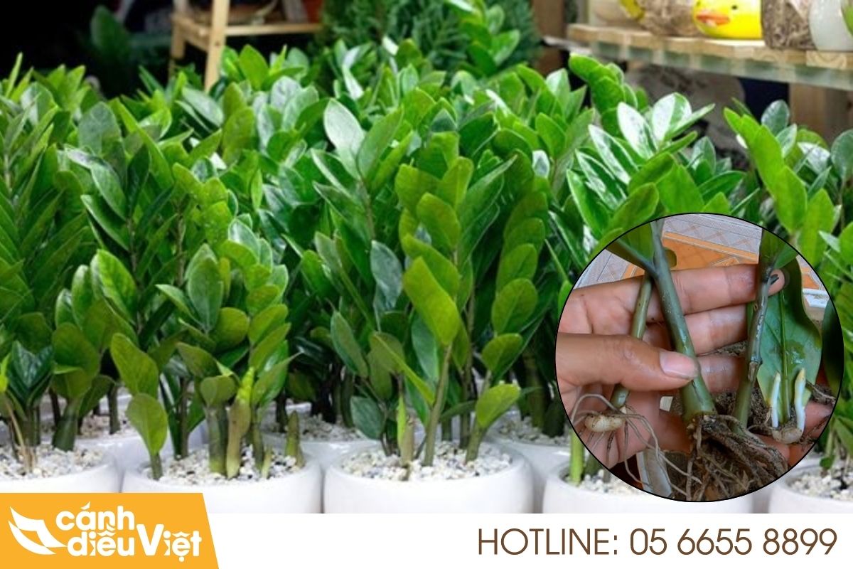 cách trồng cây kim tiền​