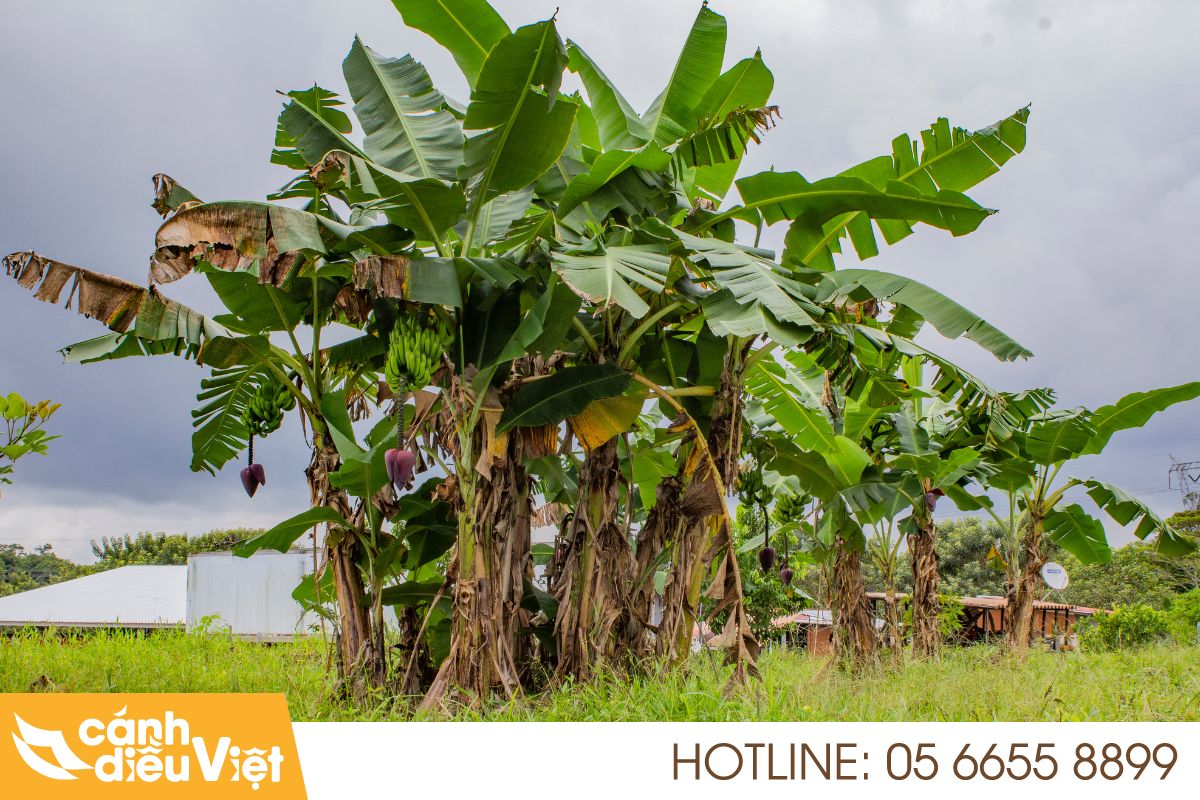 Cách trồng chuối già lùn.