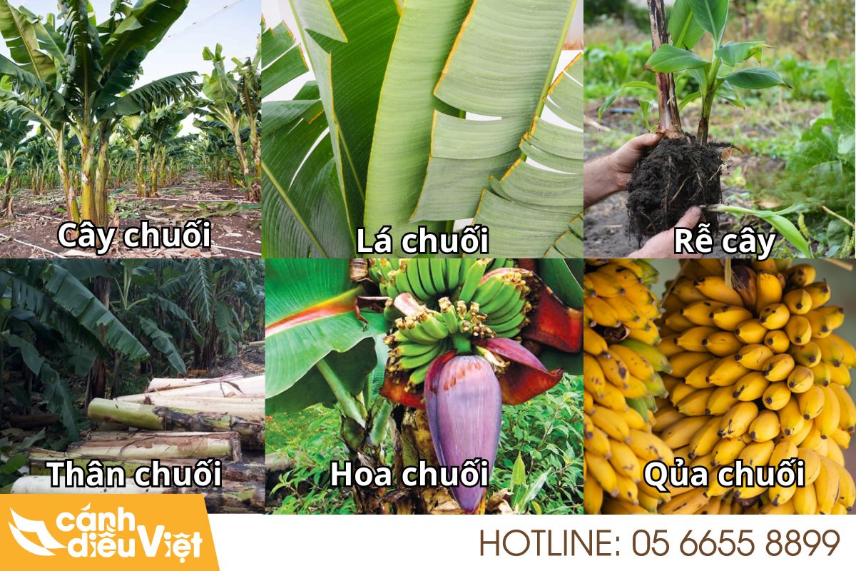 cấu tạo của cây chuối