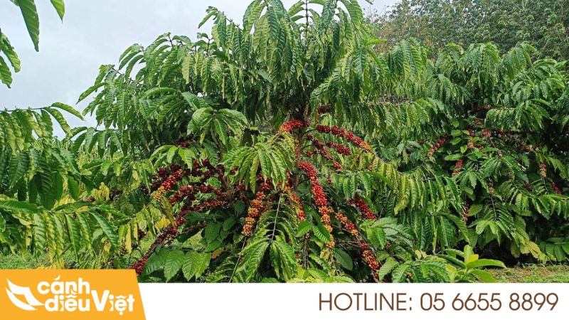 Giống cà phê lá xoài (cà phê hữu thiên HT1) năng suất 260 giống cà phê lá xoài