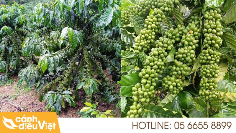 Giống Cà Phê Thiện Trường: Đặc Điểm, Cách Trồng & Chăm Sóc 255 giống cà phê thiện trường