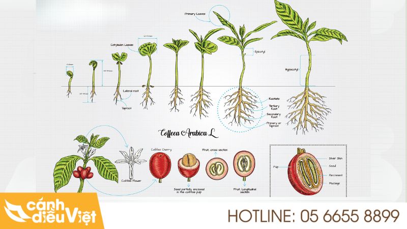 hình ảnh cây cà phê