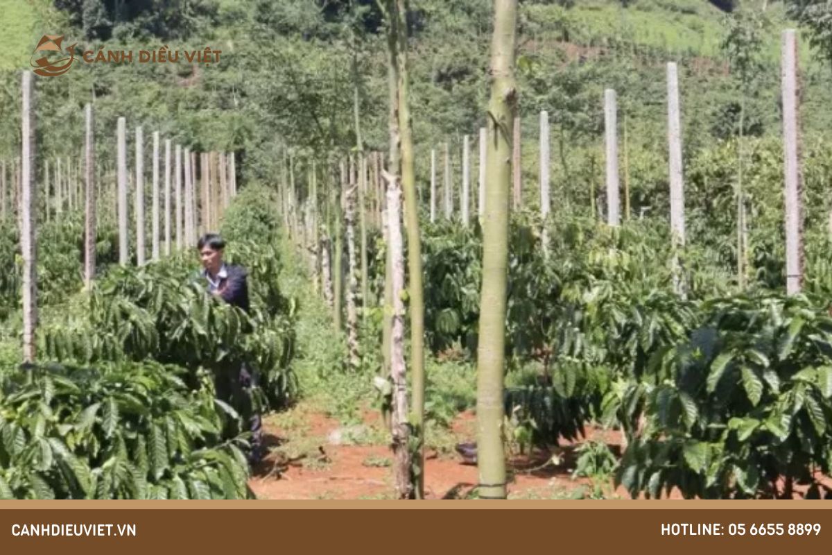 Khoảng cách trồng cà phê dây đạt năng suất và bền vững 764 khoảng cách trồng cà phê dây