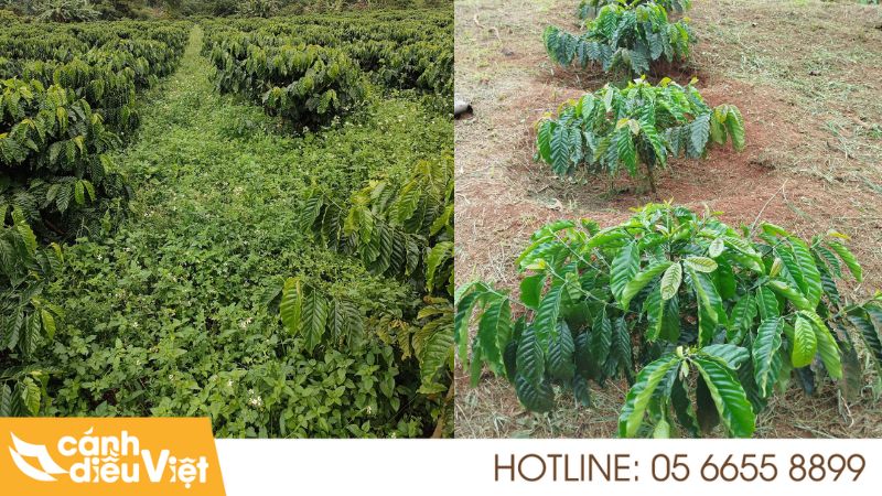 Kỹ Thuật Trồng Cà Phê Tr4 Cho Năng Suất Và Chất Lượng Cao 8 kỹ thuật trồng cà phê TR4