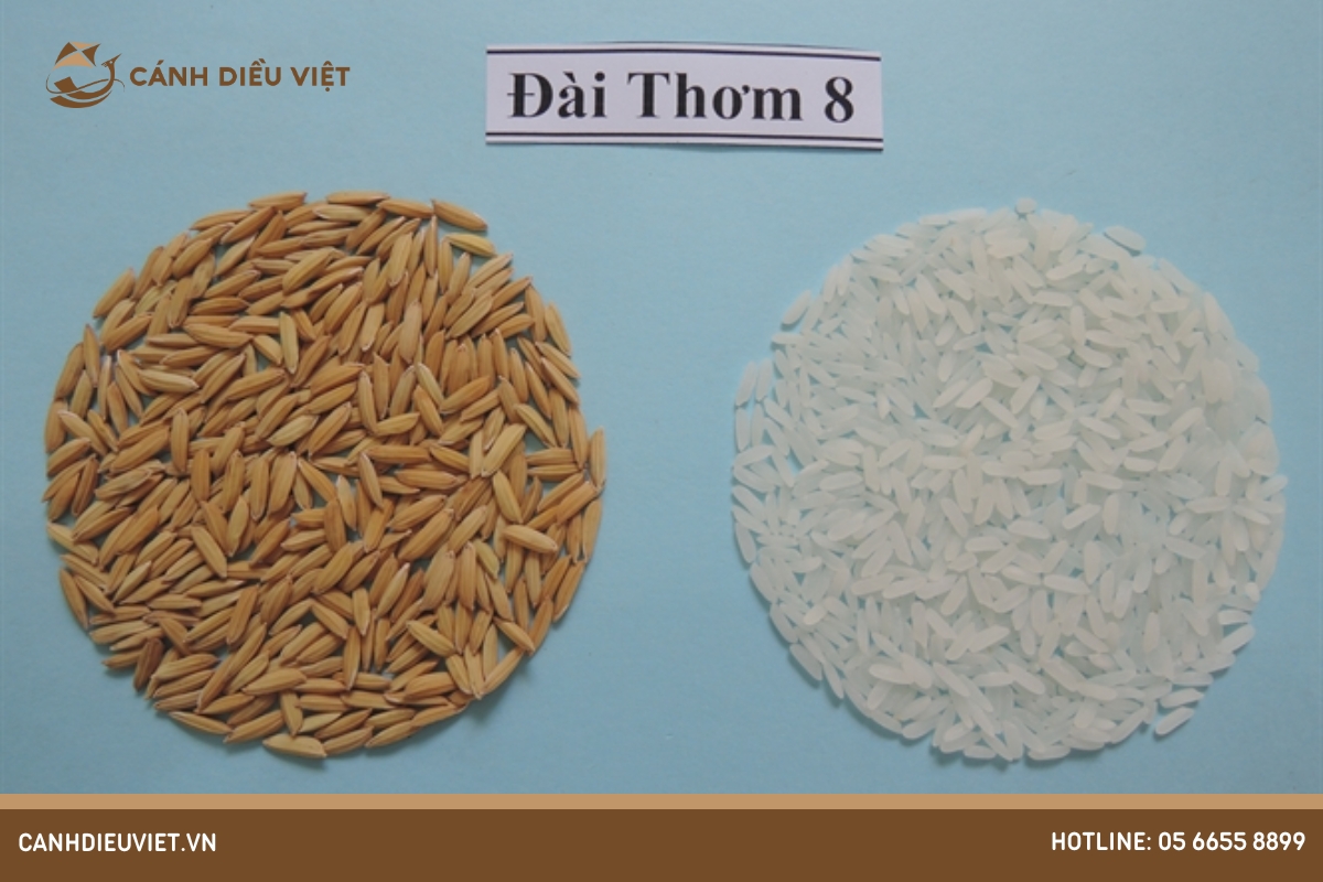 Giống lúa Đài thơm 8: Đặc tính gieo trồng & kỹ thuật canh tác 1163 lúa đài thơm 8