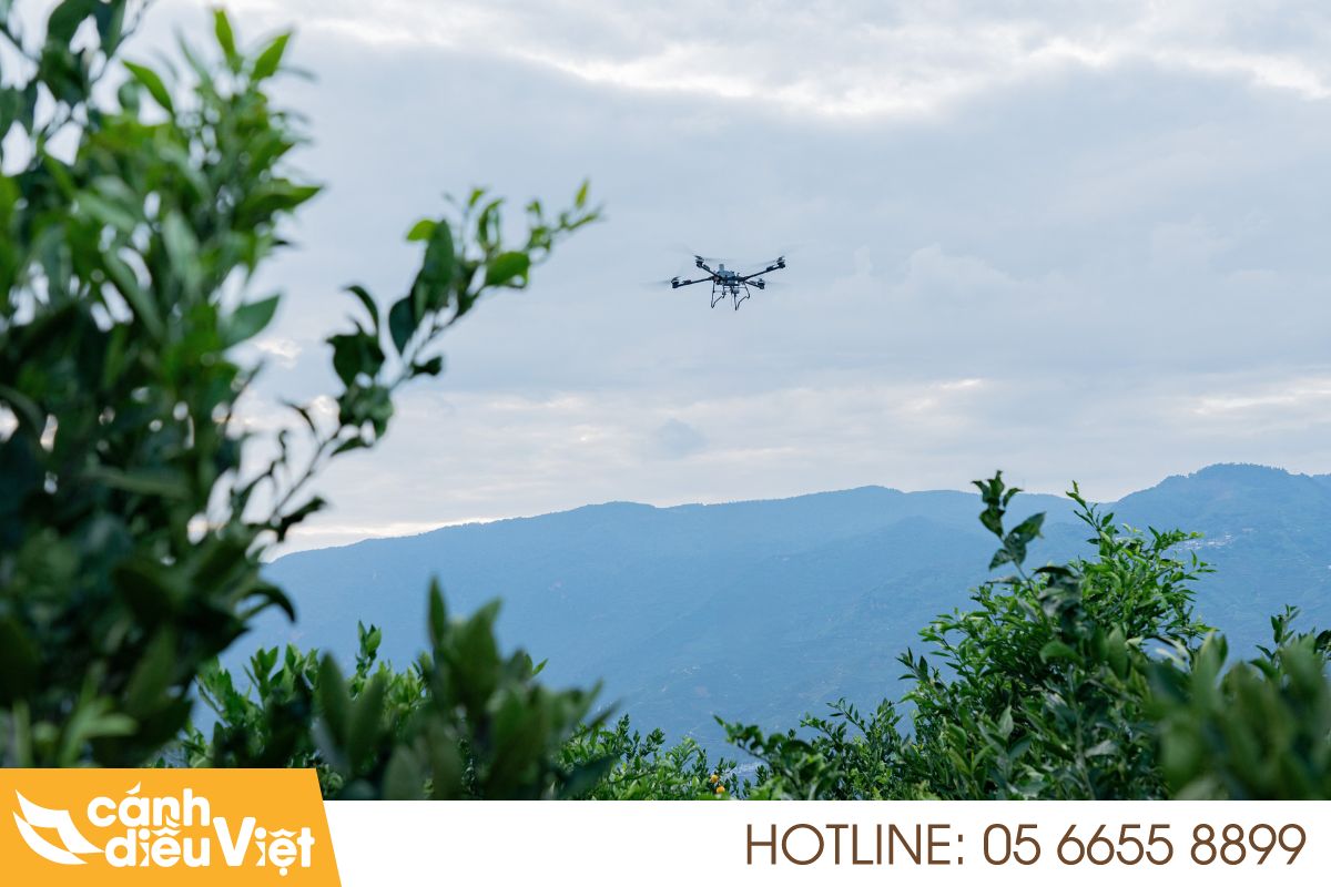 Ứng dụng máy bay DJI T70P phun thuốc cho cây bưởi 164 máy bay dji t70p phun thuốc cho cây bưởi