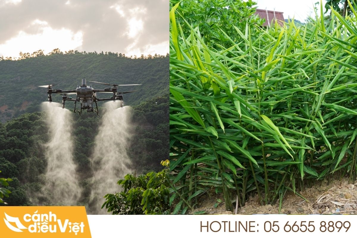 Ứng dụng máy bay DJI T70P phun thuốc cho cây gừng 30 máy bay dji t70p phun thuốc cho cây gừng