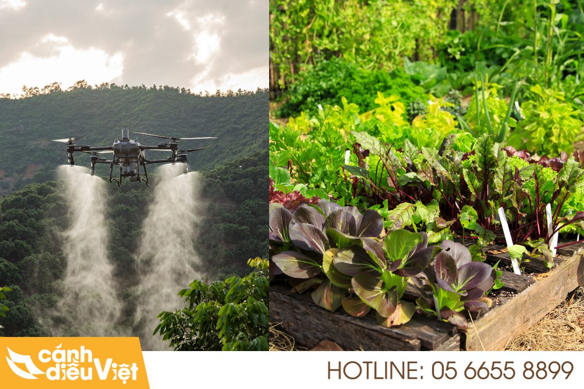 Ứng dụng máy bay DJI T70P phun thuốc cho cây rau màu 27 máy bay dji t70p phun thuốc cho cây rau màu