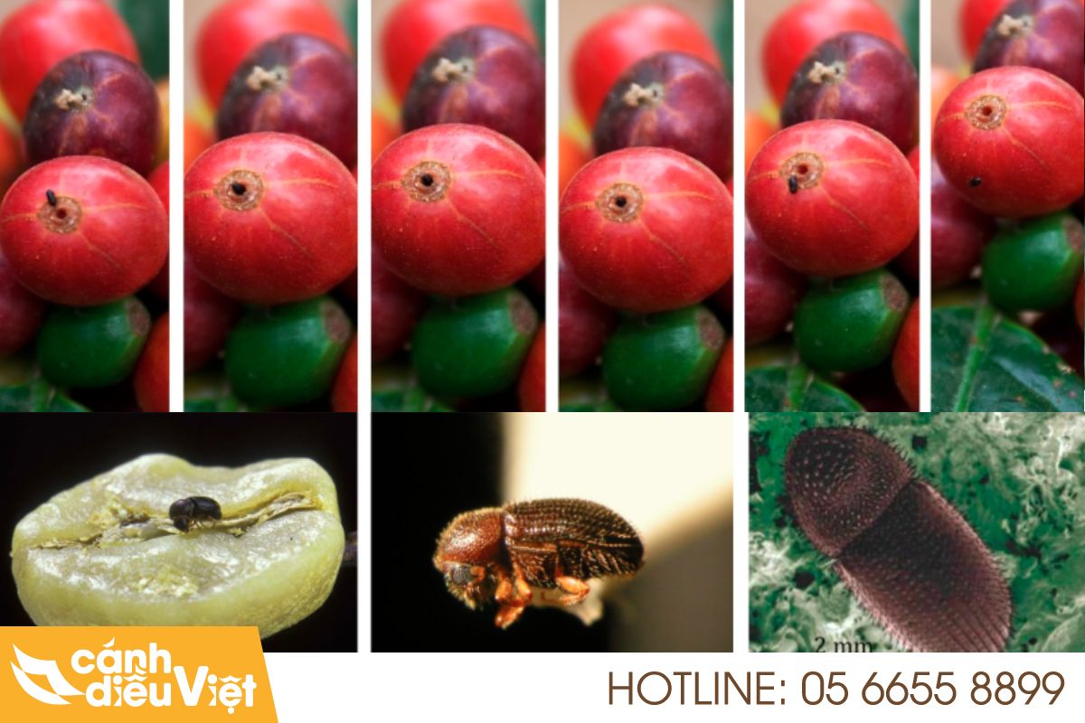 mọt đục quả cà phê