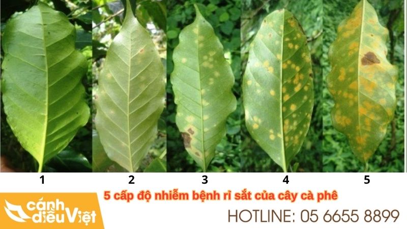 Nhận Biết Bệnh Rỉ Sắt Trên Cây Cà Phê & Biện Pháp Phòng Trừ 5 nguyên nhân bệnh rỉ sắt trên cây cà phê