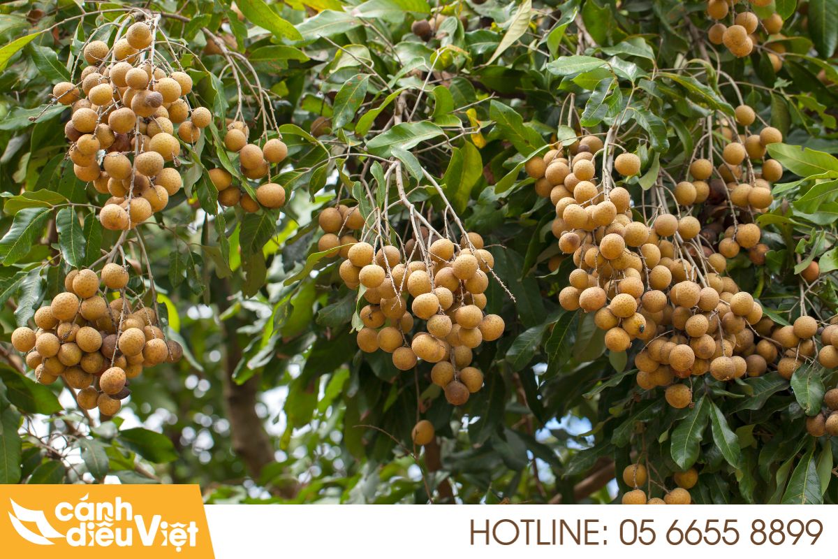 Các Phương Pháp Phun Thuốc Trừ Sâu Cho Cây Nhãn Hiệu Quả 121 phương pháp phun thuốc trừ sâu cho cây nhãn