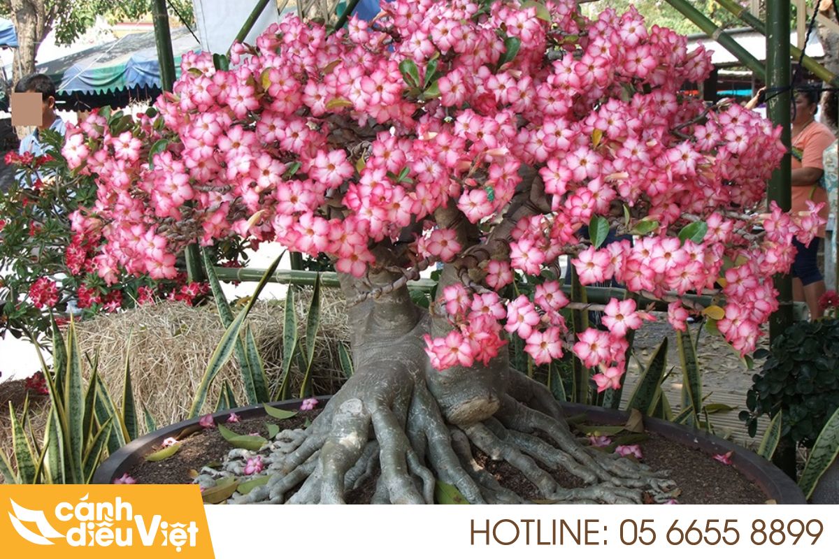 Sâu Bệnh Hại Cây Hoa Sứ Và Cách Phòng Trừ Hiệu Quả 515 sâu bệnh hại cây hoa sứ