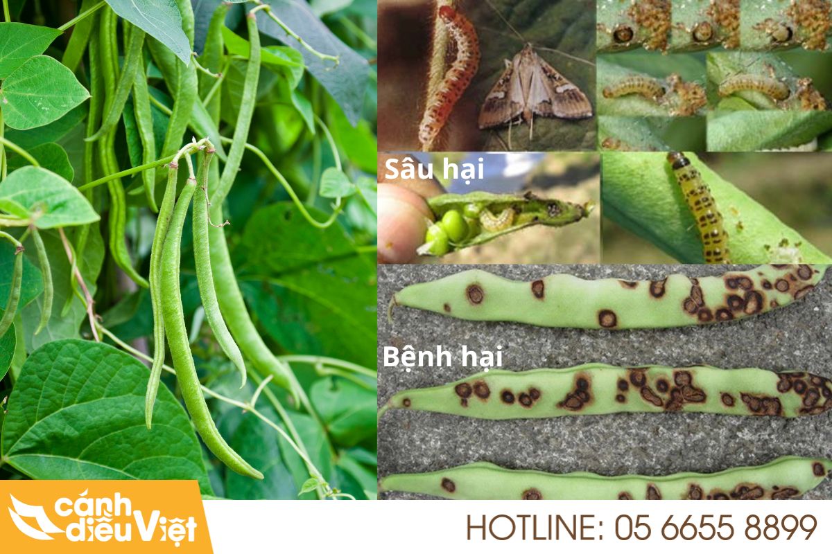 Sâu Bệnh Hại Trên Cây Đậu Cô Ve Và cách phòng trừ hiệu quả 512 sâu bệnh hại trên cây đậu cô ve