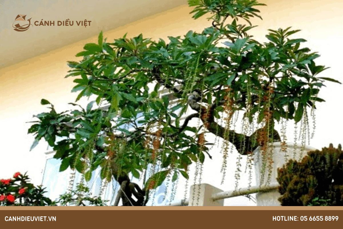 Sâu Bệnh Trên Cây Lộc Vừng & Cách Phòng Trừ Hiệu Quả 606 sâu bệnh trên cây lộc vừng