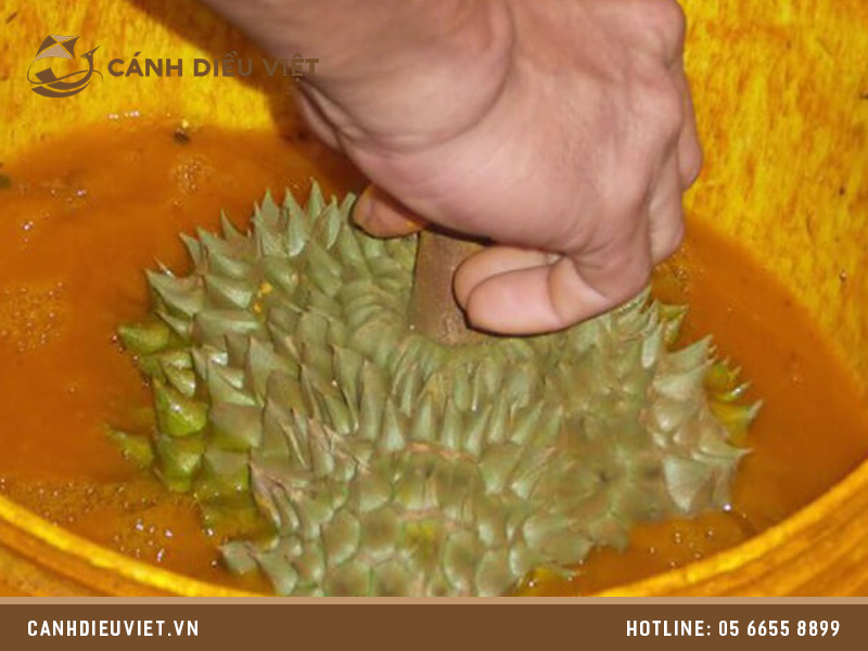 Thuốc nhúng sầu riêng nhanh chín có nên sử dụng không? 1178 sau rieng nhung thuoc 01