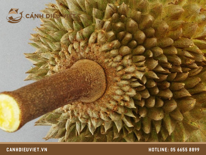 sau rieng nhung thuoc 02