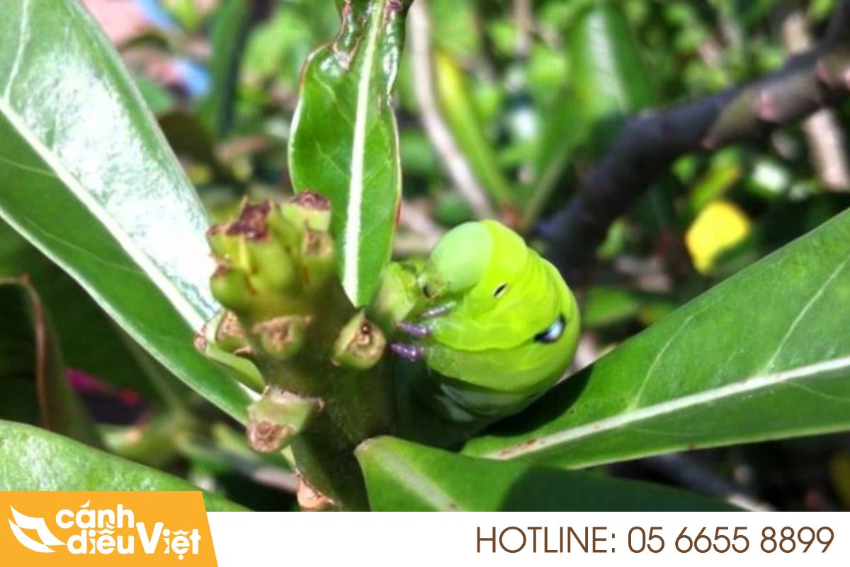 Sâu Bệnh Hại Cây Hoa Sứ Và Cách Phòng Trừ Hiệu Quả 5 sâu xanh gây hại hoa sứ
