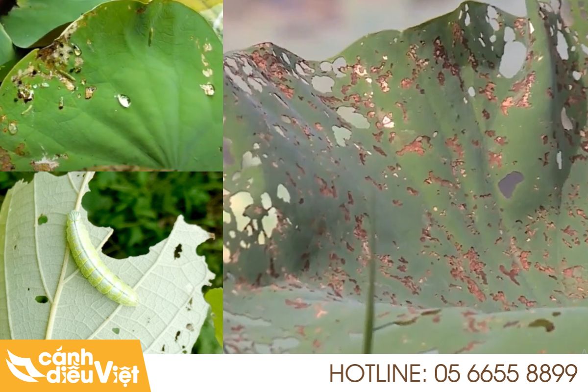 Sâu Bệnh Hại Trên Cây Sen: Triệu chứng & Phòng Trừ Hiệu Quả 5 sâu xanh trên cây sen