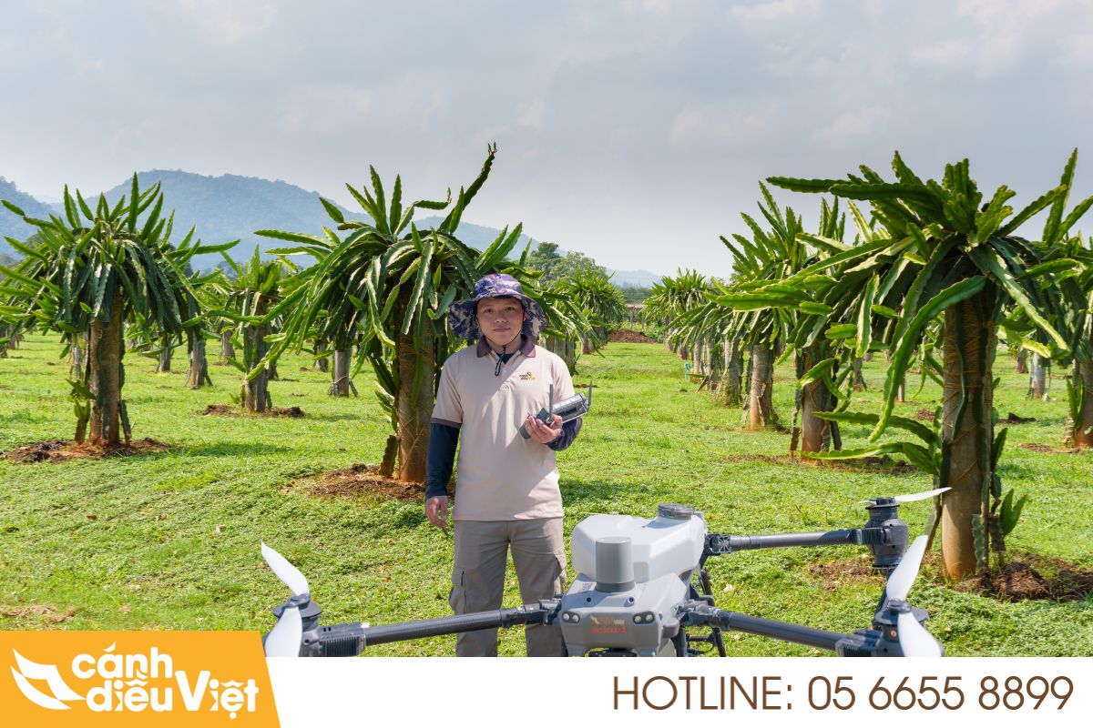 máy bay phun thuốc cho Thanh Long X2 năng suất Bình Thuận, Long An 4 thực trạng phun thuốc cho thanh long hiện tại
