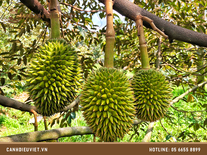 thuoc xit lon trai sau rieng 1