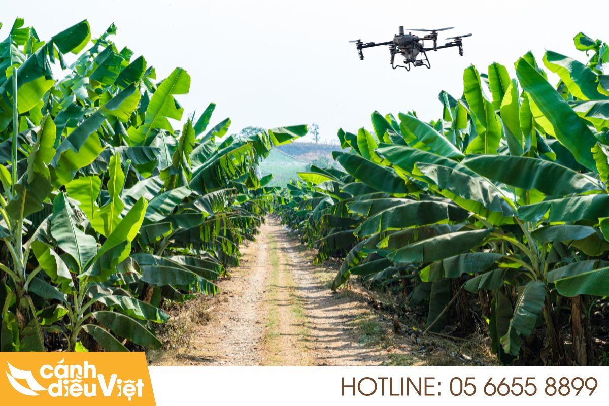 Máy bay DJI T70P phun thuốc cho cây chuối 5 tính năng nổi bật khi phun chuối bằng dji t70p