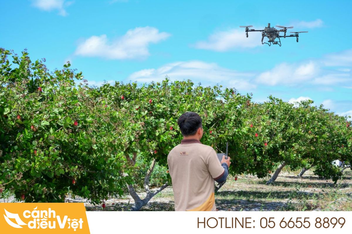 Ứng Dụng Máy Bay DJI T70P Phun Thuốc Cho Cây Điều 5 tính năng nổi bật khi phun điều bằng dji t70p