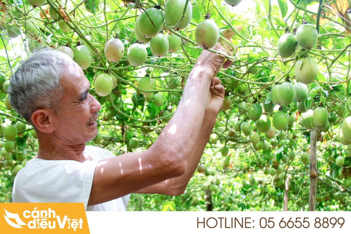 Tuổi thọ cây chanh dây là bao nhiêu năm? Cách tăng tuổi thọ? 325 tuổi thọ cây chanh dây là bao lâu