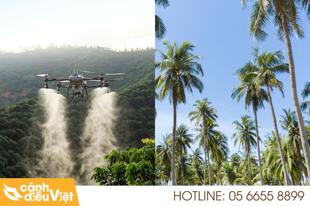 Máy bay DJI T70P phun thuốc cho cây dừa 3 Máy bay DJI T70P phun thuốc cho cây dừa