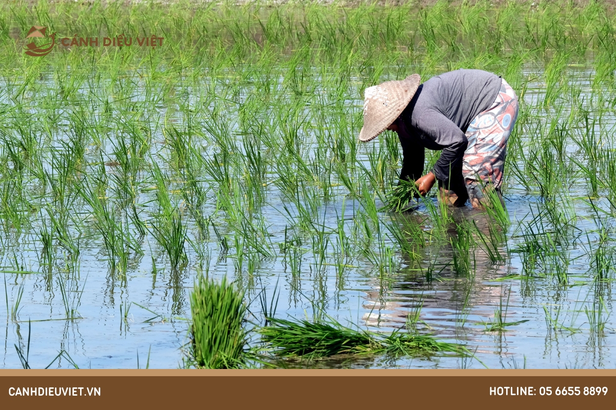 vụ mùa lúa ở khu vực duyên hải Trung Bộ