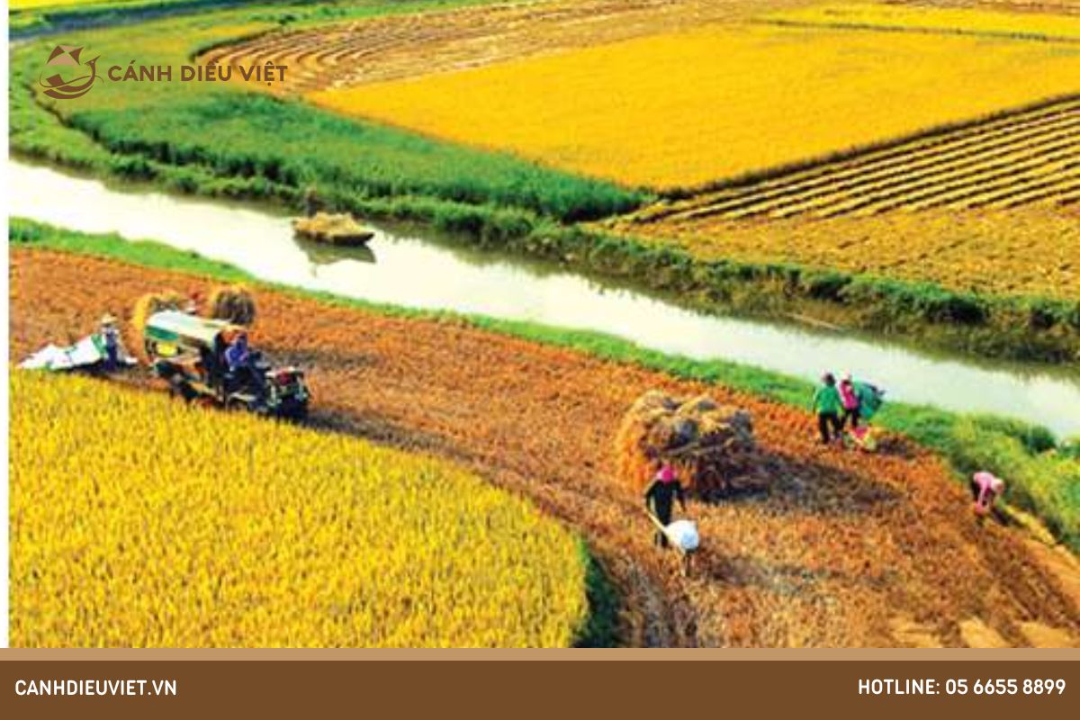 Vùng có năng suất lúa cao nhất nước ta là vùng nào? 7 vùng có năng suất lúa cao nhất nước ta là vùng nào