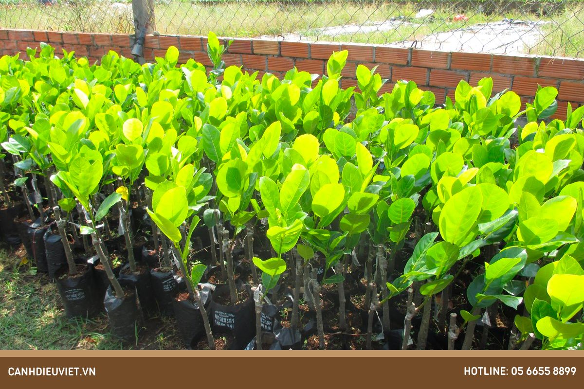 ‏Cách chọn giống mít Thái ‏